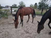 Vente de cheval : Gazelle 