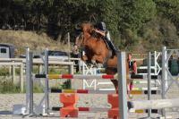 Vente de cheval : FLAG DU GARON 