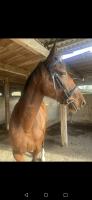 Vente de cheval : Horsaca de Dussac