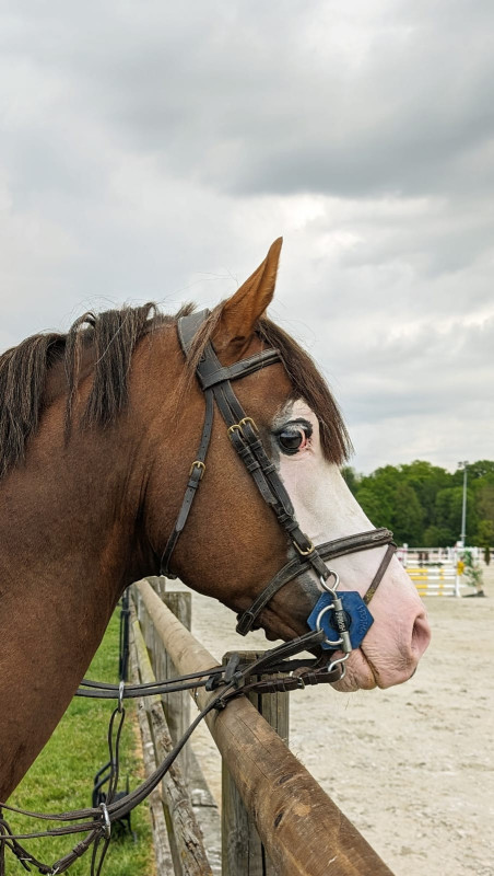 Vente de poney