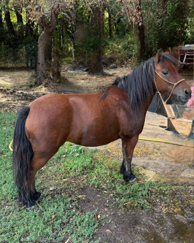 Vente de poney
