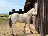 Vente de cheval : Altha de Fayala 