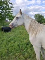 Vente de cheval : Altha de Fayala