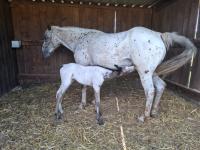 Vente de cheval : Cira de Fayala
