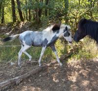 Vente de poney