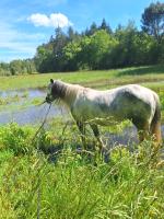 Vente de cheval : Darcy's blue ridge