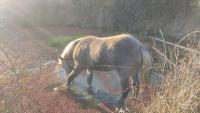 Vente de cheval : Mac