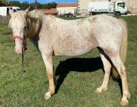 Vente de poney
