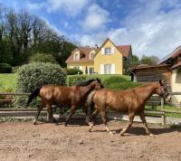 Vente Belles demeures questres