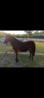 Vente de poney