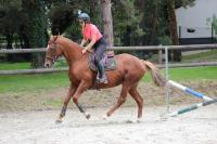 Vente de cheval : Kimbara
