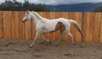 Vente de cheval : Ishana Ghost NDAE 