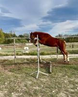 Vente de poney