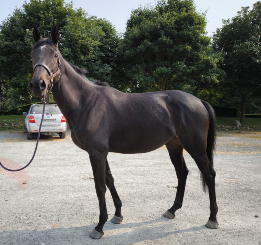 Vente de cheval : Mexican black bird