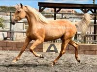 Vente de cheval : Oro