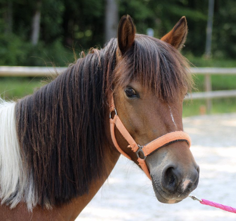 Vente de poney