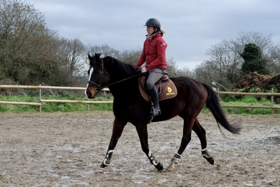Vente de cheval : Manhab 