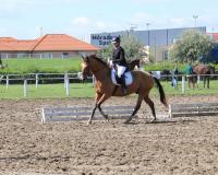 Vente de cheval : Vajk