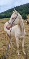 Vente de cheval : Lagyl