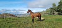 Vente de cheval : Jennet