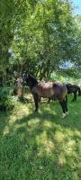Vente de cheval : Iyldyz