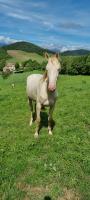 Vente de cheval : Lagyl