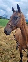 Vente de cheval : Jennet