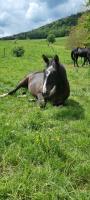Vente de cheval : Iyldys