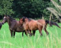 Vente de cheval : Karar
