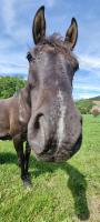 Vente de poney