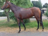 Vente de cheval : KOH LIPE