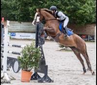 Vente de poney