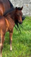 Vente de poney