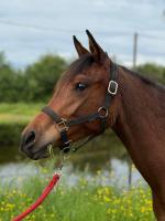 Vente de cheval : NINA