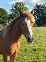 Vente de poney