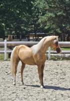 Vente de poney