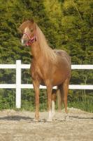Vente de poney
