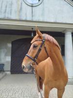 Vente de cheval : Priam