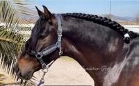 Vente de cheval : Carbonero