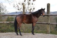Vente de cheval : Astuce du mont d'Anhee
