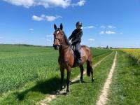 Vente de cheval : Fragance Manciaise