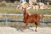 Vente de cheval : OLIVE DE GARY