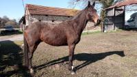 Vente de cheval : Biuty de rouhey