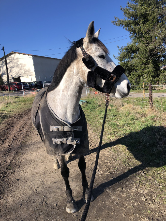 Vente de cheval : Frou Frou de Mons