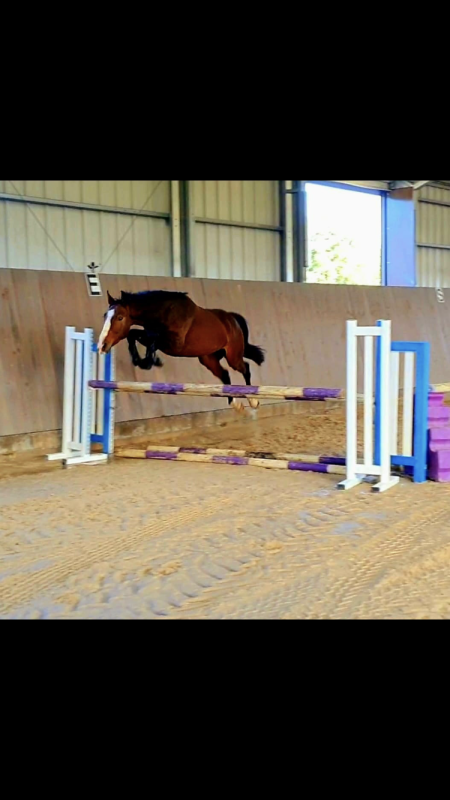Vente de cheval : Kinkan