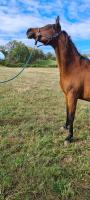 Vente de cheval : Nadyla de nautiac 
