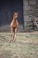 Vente de cheval : Phasia