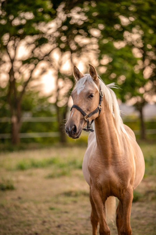 Vente de cheval : Olaya