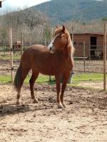 Vente de cheval : India cxx
