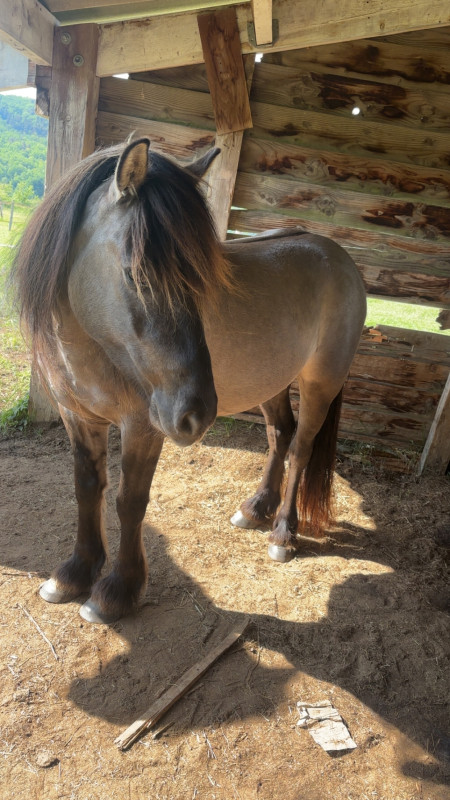 Vente de poney